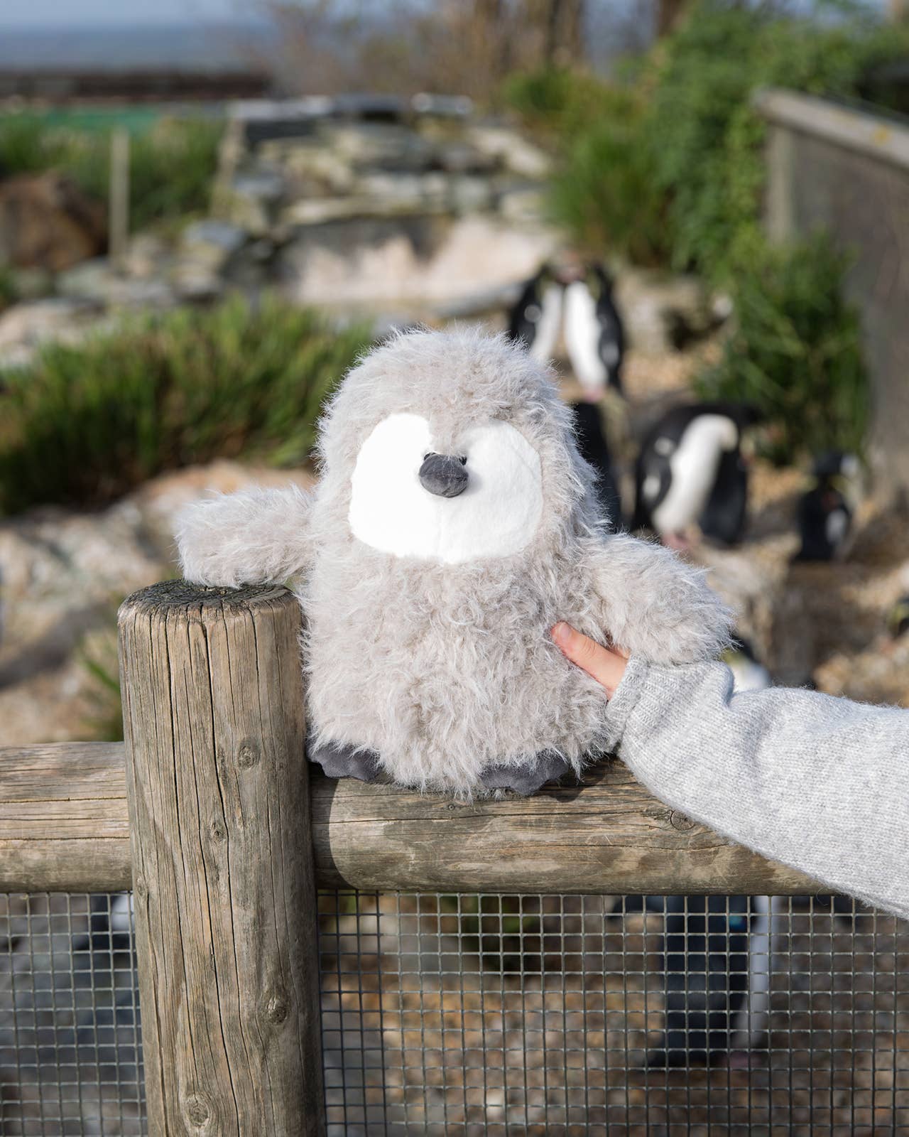 Plush toy resembling a penguin held by a person against a background of penguins in an enclosure.