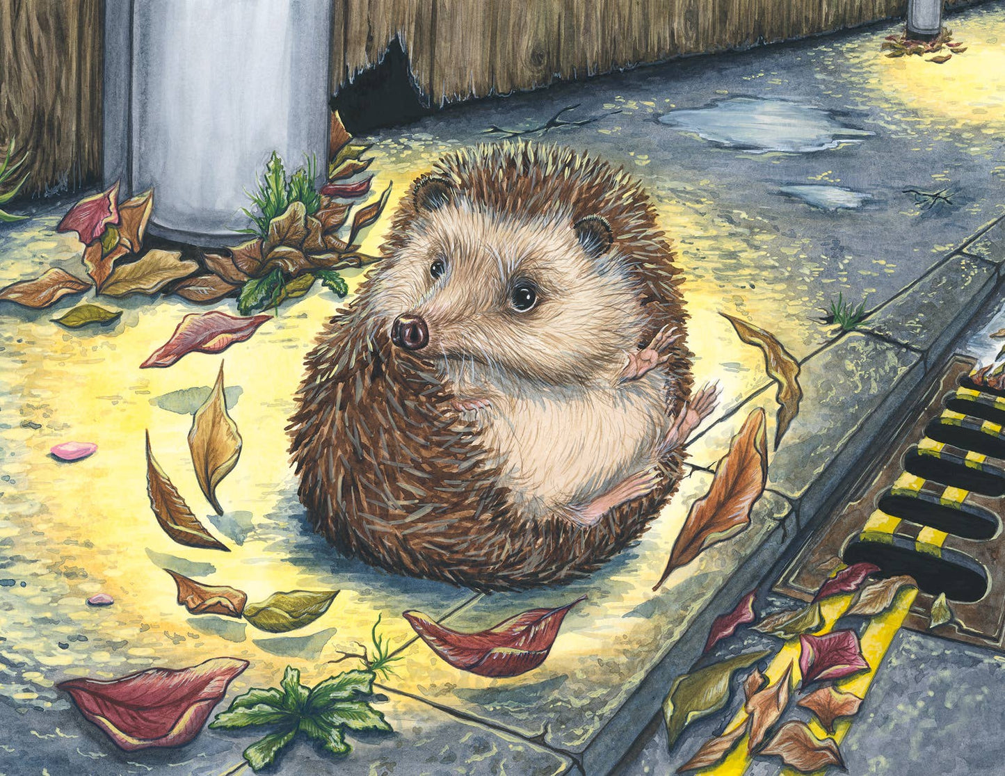 Hedgehog on a leafy ground with a drain cover in the background