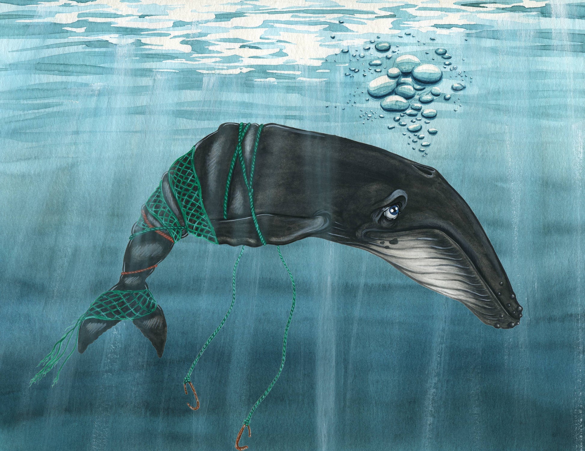 Whale underwater with a fishing net wrapped around its body