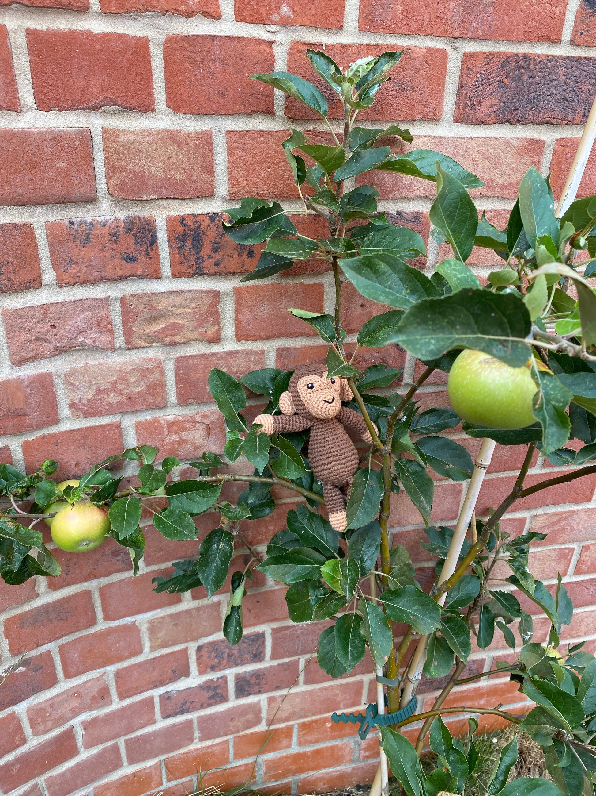 A brown knitted monkey doll hanging from the branches of an apple tree with green apples, set against a red brick wall background.