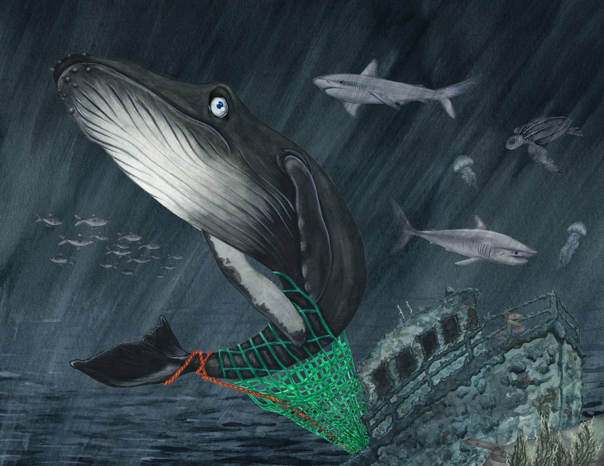 Whale entangled in fishing net with underwater scene